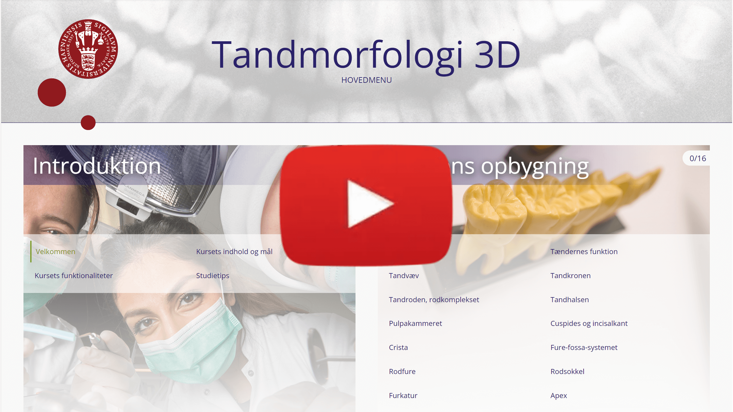 e-læring - Tandmorfologi 3D